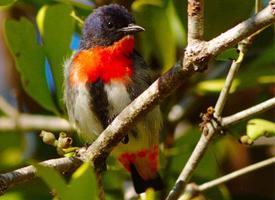 Photo: Mistletoebird