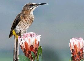 Photo: Cape sugarbird