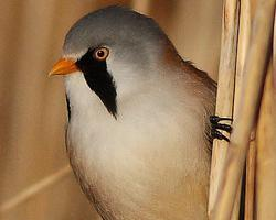 Photo: Bearded reedling