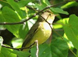 Photo: Icterine warbler