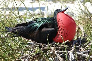 Photo: Great frigatebird