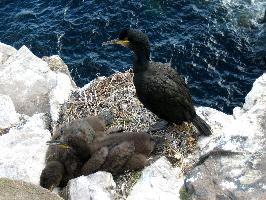 Photo: European shag