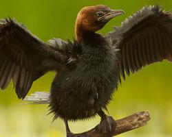 Photo: Pygmy cormorant