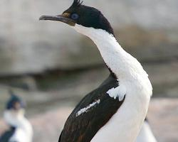 Photo: Imperial shag