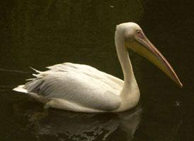 Photo: Great white pelican