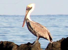 Photo: Brown pelican