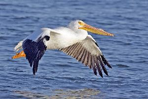 Photo: American white pelican