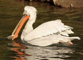 Photo: Dalmatian pelican