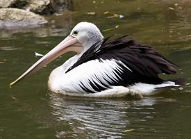 Photo: Australian pelican