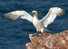 Photo: Northern gannet