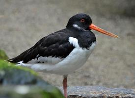 Photo: Eurasian oystercatcher