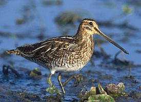 Photo: Common snipe