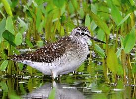 Photo: Green sandpiper