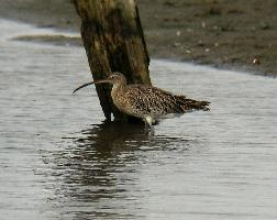 Photo: Eurasian curlew