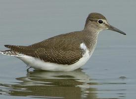 Photo: Common sandpiper