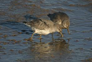 Photo: Red knot