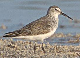 Photo: Curlew sandpiper