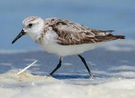 Photo: Little stint