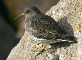 Photo: Purple sandpiper