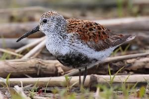 Photo: Dunlin