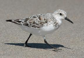 Photo: Sanderling