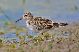 Photo: Pectoral sandpiper