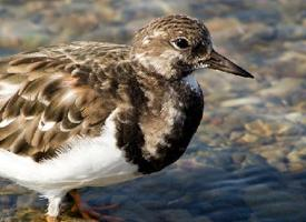 Photo: Ruddy turnstone