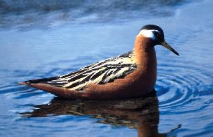 Photo: Red phalarope