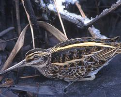 Photo: Jack snipe