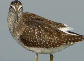 Photo: Wood sandpiper