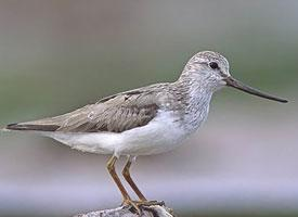 Photo: Terek sandpiper