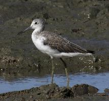 Photo: Common greenshank