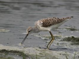 Photo: Marsh sandpiper