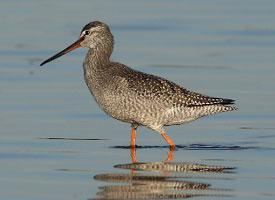 Photo: Spotted redshank