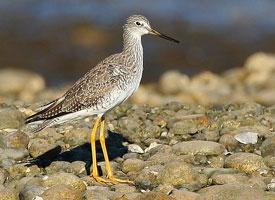 Photo: Greater yellowlegs