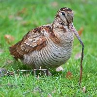 Photo: Eurasian woodcock