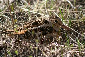 Photo: American woodcock