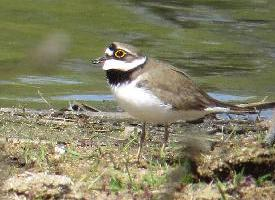 Photo: Little ringed plover