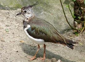 Photo: Northern lapwing