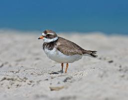 Photo: Common ringed plover