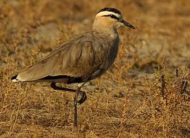 Photo: Sociable lapwing