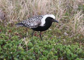 Photo: Grey plover