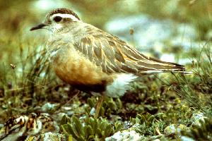 Photo: Eurasian dotterel