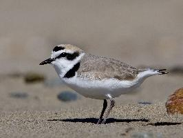 Photo: Kentish plover