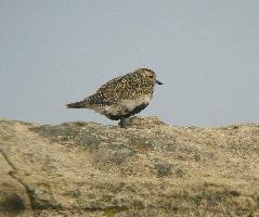 Photo: European golden plover