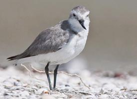 Photo: Wrybill