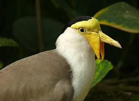 Photo: Masked lapwing