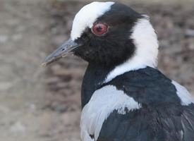 Photo: Blacksmith lapwing