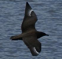 Photo: Great skua