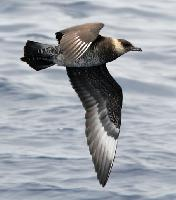 Photo: Pomarine jaeger